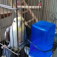 عروس هلندی|پرنده|کوهدشت, |دیوار