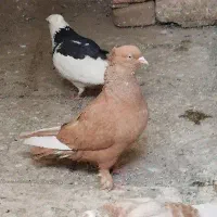 کفتر کبوتر نر پرتقالی زرد مست