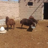 دوراس میش همو یکراس هارو ابستن