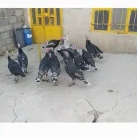 فروش بوقلمون