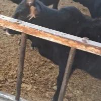 گوساله نر و ماده|حیوانات مزرعه|لوشان, |دیوار