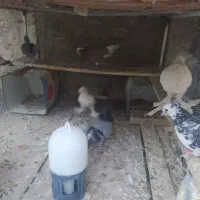 کفتر پرشی و زینتی