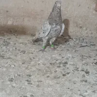 سار شکلاتی|پرنده|نیشابور, ده حلاج|دیوار