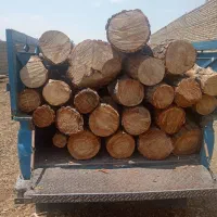 قطع درخت هرس کردن برش چوب