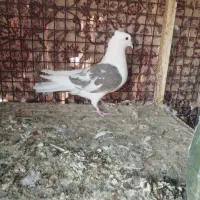 کبوتر|پرنده|زارچ, |دیوار