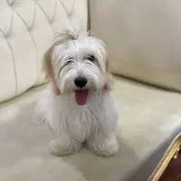 واگذاری سگ شیتزو