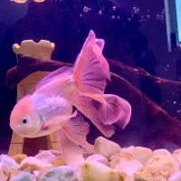 ماهی گلدفیش،گوپی،پلاتی،لجن خوار|ماهی|مرند, |دیوار