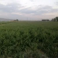 بذریونجه|گل و گیاه طبیعی|شیراز, ظفرآباد|دیوار