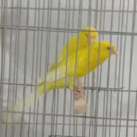 رسمی بلند|پرنده|اصفهان, شهرک ولیعصر|دیوار