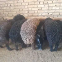 ۶تا بره ۴تا نر دوتا ماده|حیوانات مزرعه|ششده و قره بلاغ, |دیوار