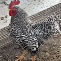 خروس آمروک
