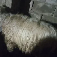 شیشک ترکی سالم سرحال دوماه برخورده|حیوانات مزرعه|گتوند, |دیوار