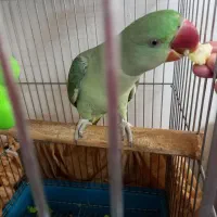 شاه طوطی سخنگو