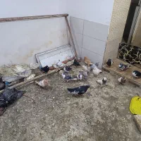 کفتر صید بوم بلند|پرنده|مشهد, ویلاشهر|دیوار