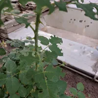 موضوع کشاورزی و باغداری