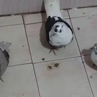 سه تا کبوتر گرویی سال|پرنده|رشت, کوی حسینی|دیوار