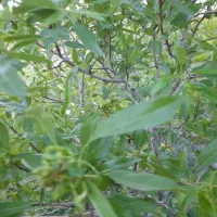 باغ کوچک یا باغچه|فروش خانه و ویلا|صوفیان, |دیوار