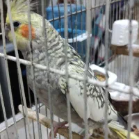 جفت عروس هلندی