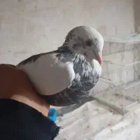 یک جفت ابلاغ