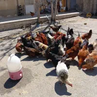 مرغ و خروس جوان