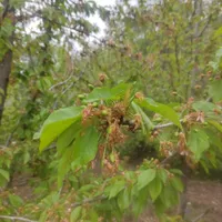 باغ ۱۸۰۰ متری واقع در روستای خوش آب و هوا بالندر|فروش زمین و ملک کلنگی|طرقبه, |دیوار