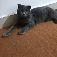 گربه جفت گیری نر|گربه|باسمنج, |دیوار