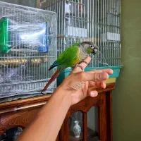 طوطی گرینچیک ماده اماده دستی