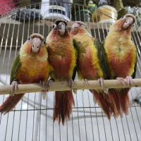 آناناسی گرینچیک طوطی