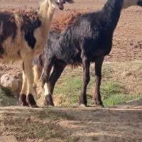 بره ماده پلنگی