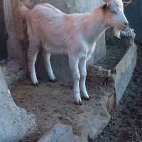 ۱راس بزغاله نر سانن