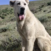 سگ پژدر