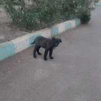 توله سگ قدردانی دوماه