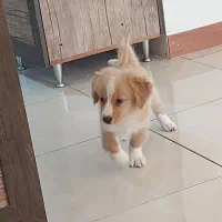 سگ شیدزو تریر