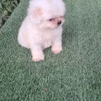 توله شتزو نر سوپر فلت سفید|سگ|قائم‌شهر, |دیوار