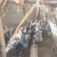 بوقلمون محلی