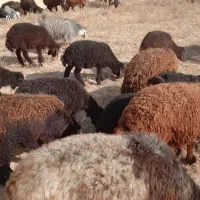 بره نر