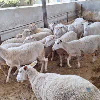 گوسفند رومن|حیوانات مزرعه|تهران, آهنگ|دیوار