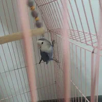 کوتوله برزیلی|پرنده|فولادشهر, زاینده رود|دیوار