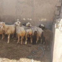 ۲۰راس میش داشتی