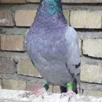 گرفتنی مسافتی|پرنده|مینودشت, |دیوار