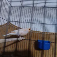 دو عدد قنار نر سالم و سرحال