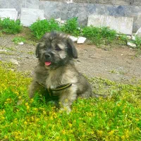 سگ خانگی شیتزو ۳ ماهه