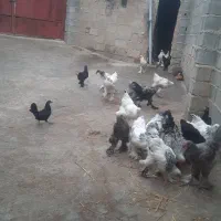 فروش مرغ برهما اصل