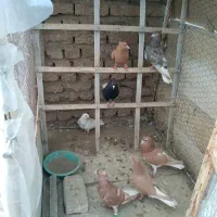 کفتر|پرنده|تربت‌حیدریه, قائم|دیوار