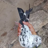 کبوتر|پرنده|مشگین شهر, |دیوار