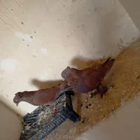 کبوتر راعبی پاپر|پرنده|خمینیشهر, |دیوار