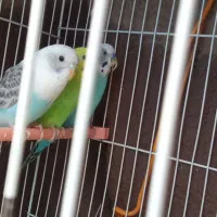 مرغ عشق|پرنده|شیروان (خراسان), |دیوار