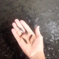 بچه ماهی قزلآلا|ماهی|گرگان, |دیوار