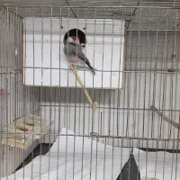 فنچ .کرواتی نرگسی .بنگالی|پرنده|قزوین, |دیوار