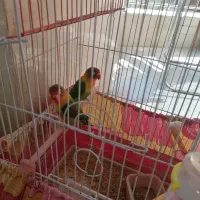 فروش یه جفت کوتوله برزیلی|پرنده|سپیدان, |دیوار